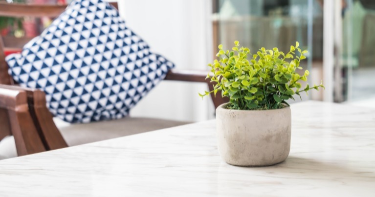 tipos de planta para cultivas em apartamento